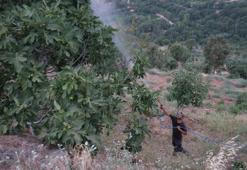 İncirde Akdeniz meyve sineği sıkıntısı! Üreticiler mallarını korumak için büyük çaba içinde
