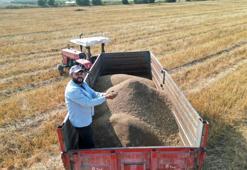 Türkiye'nin ihtiyacının yüzde 75'ini karşılıyor! Küçük ilçede bereketli hasat başladı, kilosu 100 TL'den alıcı buluyor
