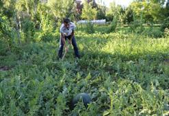 Yerli karain karpuzu hasadı başladı