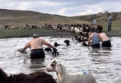 Kars'ta sıcakla mücadele sürüyor! Tek tek dereye atladılar