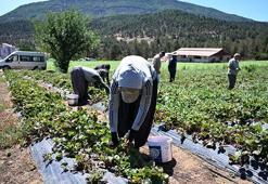 20 yıl önce bu ürünle tanıştılar! Kâr farkını gören herkes tarlasına ekti
