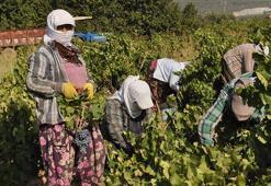 Gaziantep’te hasat rekolte kaybıyla başladı! Fiyatı da düşük olunca çiftçi bu yıl kazanamadı