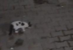 Amasya'da şaşırtan görüntüler! Daha önce beslenen tilki bu kez yavrusuyla ortaya çıktı