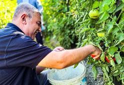 Sinop'un coğrafi işaretli Boyabat domatesinin hasadı başladı!