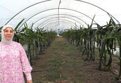 Samsun'da girişimci kadın tepkilere rağmen geri adım atmadı! Yetiştirdiği meyvenin hasadı başlayınca herkes hayran kaldı