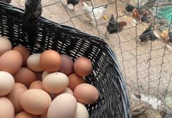 Dünyanın en ucuz proteini 'Mayıs çukuru'ndan çıktı! Fiyatı 100 liraya düşmüştü, yeniden 170 liraya çıktı