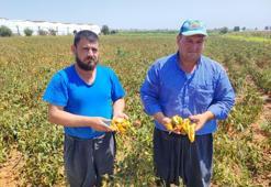 Aşırı sıcaklar tarladaki sebzeyi yaktı! Yüzde 30 kayıp var, fiyatı 12 lira