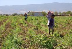 Domates işçileri çöl sıcaklarında saati 250 TL'ye ter döküyor