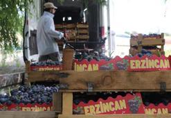 Erzincan'da tescilli Cimin üzümünün hasadı başladı! Fiyatlar çiftçiyi memnun etti
