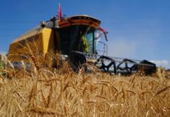 Tarlalarda gizlenen tehlike: 15 bin saat çalışan biçerdöverler tarlalarda rekolte düşürüyor!