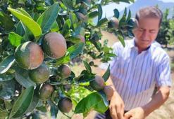 Adanalı çiftçinin derdi bitmiyor! Önce sıcak vurdu, şimdi de meyve sineğine yem oldu