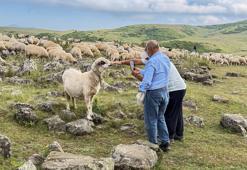 Türk beyliklerinin mezarlığı hayvanlara tuz taşı oldu! 3 bin askerin mezarlığı kaderine terkedildi
