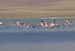 Van Erçek Gölü: Flamingoların dansı
