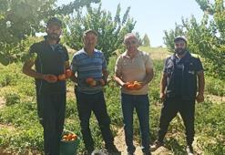 Kayısı meyve vermedi, üretici bahçesine ata tohumu domates ekti