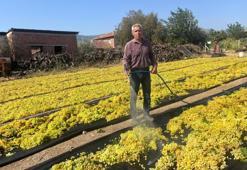 Üzümde fiyat belirsizliği! Geçen yıl 110 liraydı, bu yıl 150 lira bekleniyor