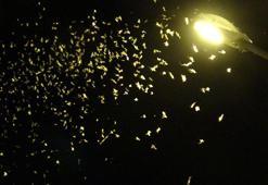 Ardahan'da görsel şölen! Bir günlükler'in ölüm dansı geç başladı