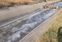 Amasya'da alarm seviyesine geçildi! Balık ölümleri görülmeye başladı