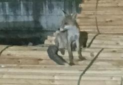 Palet üzerinde yatan tilkilere sitem etti! "Tüm gün yatmak olmaz'