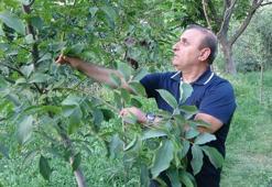 Malatya'da kayısıya alternatif ürün bulundu! Hem fiyatı hem de kalitesi kayısıdan daha iyi