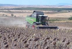 Balıkesir Manyas'ta ayçiçeği hasadı başladı