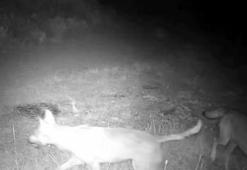 Sessiz takip: Kurt sürüsü fotokapana yakalandı