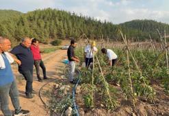 Adana'da atıl araziler üretim merkezi oldu