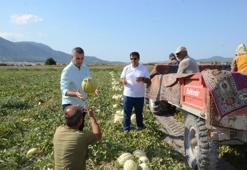 Hasat sevindirdi, Türkiye kavuna doyacak
