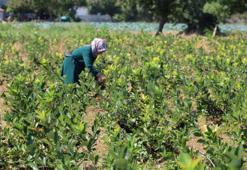 "Süper meyve" olarak biliniyor! Hasadı eylülde yapılacak, her derde deva