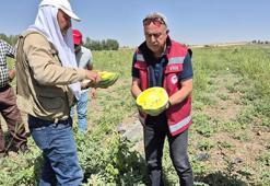 Vanlı çiftçi tohumunu İran'dan getirdiği 'sarı karpuzu' ekti! Dışı karpuz, içi ananas tadına bakan hayran kalıyor