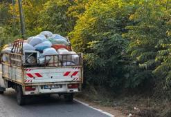 Zonguldak'ta hasat başladı, sorun da başladı: Herkes onlardan şikayetçi!