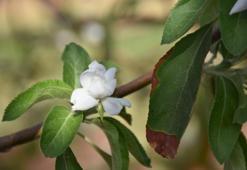 Ağustos ayında Şanlıurfa'da ilk kez oldu: Elma ağaçları çiçek açtı