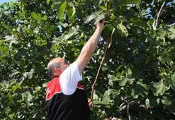 Balıkesir'de siyah bereket ağaçlardan kasalara indi! Havran'ın coğrafi işaretli ürününde hasat vakti geldi
