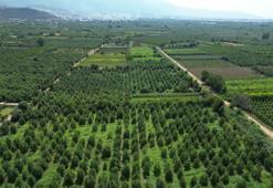 Bursa'nın 1 ilçesi Türkiye'nin ihtiyacının yüzde 60'ını karşılıyor!