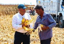 Mısır üreticisine ton başına destek verilecek: TMO fiyatı açıkladı