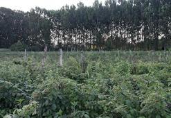 Babadan kalma atıl araziyi değerlendirdi! Bir kez dikti her yıl tonlarca ürün alıyor! 'Yoğun talep var'