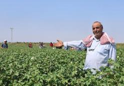 Ekmek parası için güneşe meydan okuyorlar: Kavurucu sıcakta pamuk tarlasında zorlu mesai başladı!