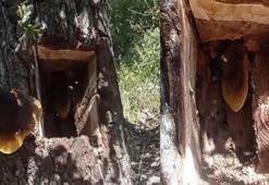 Ormanda dolaşırken ağaç kovuğunun içinde fark ettiler! Kilo kilo çıktı, fiyatı 4 bin lira