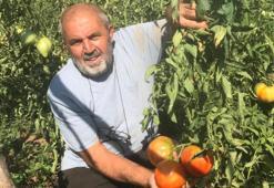 Emekli oldu, hayatını ona adadı: Samsun'da tek başına ata tohumu için kolları sıvadı