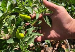 Eskişehirli esnaf çözümü balkonda buldu! Sebze bahçesine çevirdi