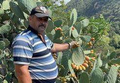 Bu meyveyi yetiştirmek yürek ister! Sadece uçurum kenarında oluyor, lezzetiyle damak çatlatıyor