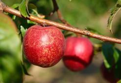 Ağaçta terbiye sistemi uyguladılar: Bursa'da şeftalinin 120 çeşidiyle bahçe kuruldu! Öğrenciler hasat ediyor