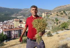 Dağdaki ot gelir kapısı oldu! Alınmasının tek bir nedeni var ama 100 liraya kapış kapış gidiyor