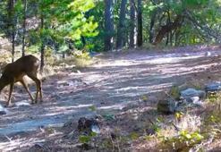 Kartpostallık görüntü! Kazdağları'nın sessiz ve zarif efendisi fotokapana yakalandı