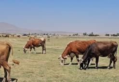 Göl 5 kilometre geri çekildi: Bitlis'te hayvanlar yolunu şaşırdı
