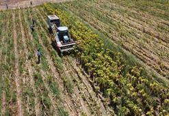 Yozgat'ta hasat başladı ama çiftçi memnun değil! 'Maalesef verimler düşük'