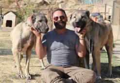 Anadolu’nun Aslanı Kangal köpekleri neslinin titizliğini koruyor!