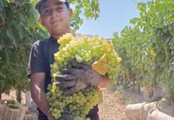 Manisa'da köylüler tarlada görünce inanamadı! İlk kez oluyor: 7 kilo 250 gram