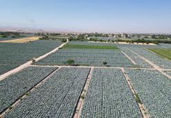 Tarlalar beyaza büründü! Kilosu 10 TL'den satışta, 300 bin ton ürün bekleniyor, hasat yıl sonuna kadar sürecek