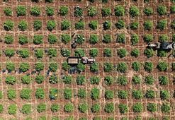 Kilis'te 'horoz karası'nın hasadı başladı! Ürünün kalitesi çiftçinin yüzünü güldürdü