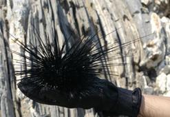 Bunu gören herkes ne olduğu merak ediyor! Zehirli ve her gördüğünü yok ediyor